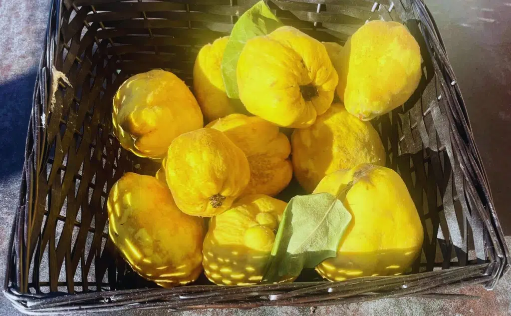 Recette de la compote de coings tellement onctueuse 2 image 1