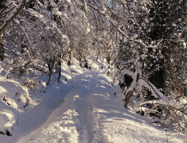 Chemin enneigé