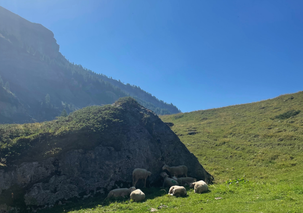 moutons dans le vallon dertenze crans montana